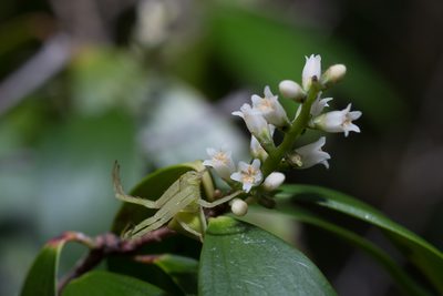 Trochocarpa laurina, photographed by Bruce Cathie