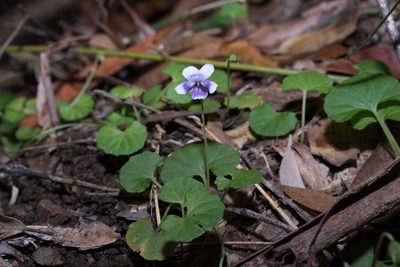 Viola banksii, photographed by Bruce Cathie