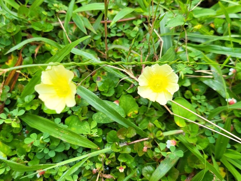 Merremia hirta, photographed by Cheongweei Gan