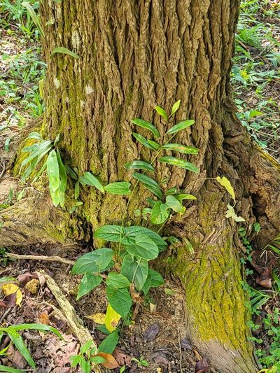 Aristolochia acuminata, photographed by Cheongweei Gan