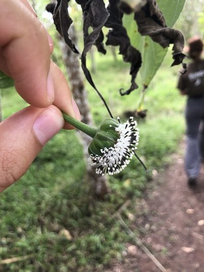 Scalesia pedunculata, photographed by Skjold Søndergaard