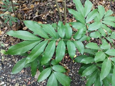 Dimocarpus longan, photographed by 五色鳥