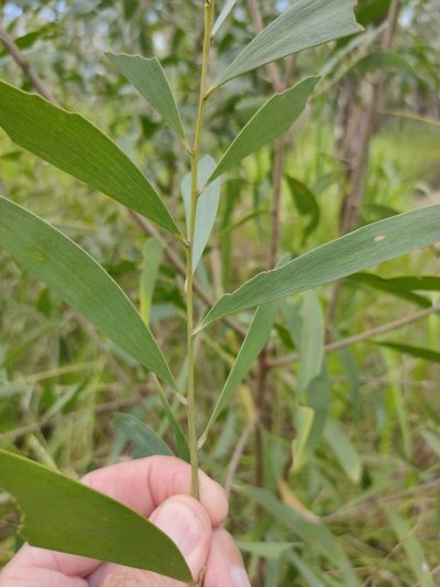 Acacia disparrima, photographed by Tony van Kampen