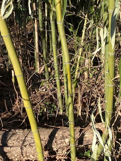 Phyllostachys aureosulcata, photographed by Emily Summerbell