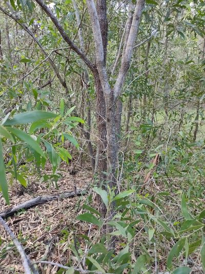 Acacia disparrima, photographed by Tony van Kampen