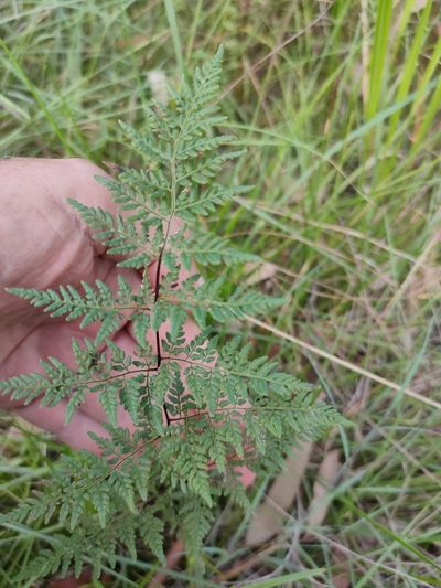 Cheilanthes tenuifolia, photographed by Tony van Kampen