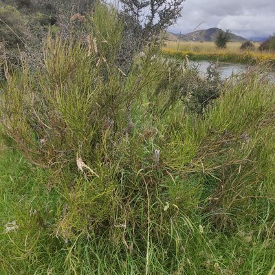 Carmichaelia australis, photographed by Jenny Saito