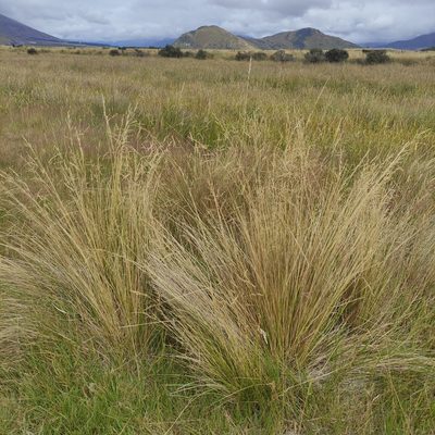 Poa cita, photographed by Jenny Saito