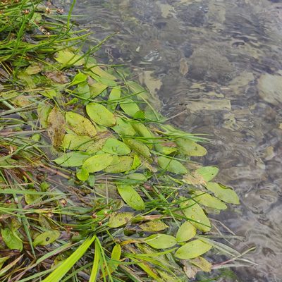 Potamogeton cheesemanii, photographed by Jenny Saito