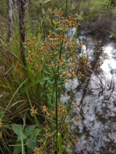 Rhynchospora corymbosa, photographed by Tony van Kampen