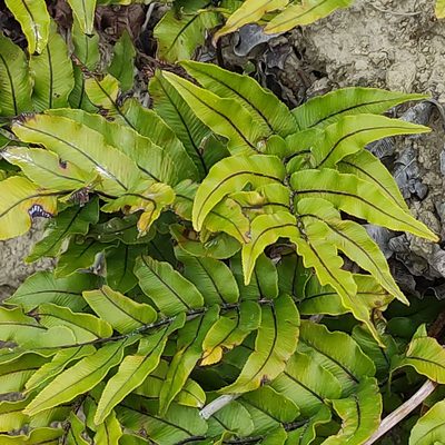 Parablechnum montanum, photographed by Jenny Saito