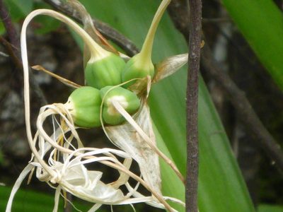 Hymenocallis franklinensis, photographed by mfeaver