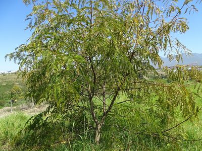Acacia elata, photographed by Shaun Swanepoel