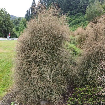 Coprosma virescens, photographed by Jenny Saito