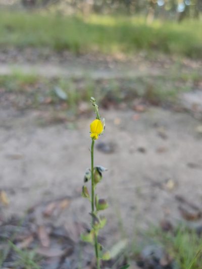 Crotalaria brevis, photographed by Tony van Kampen