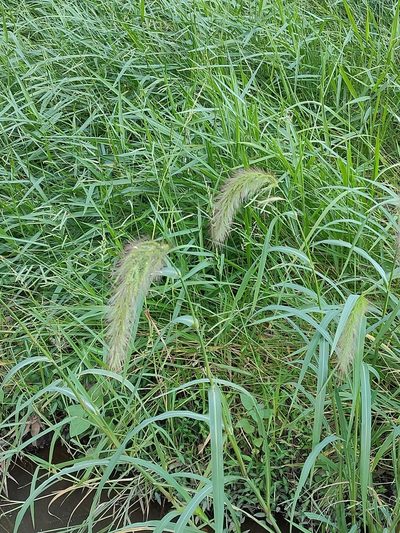 Echinochloa telmatophila, photographed by Tony van Kampen
