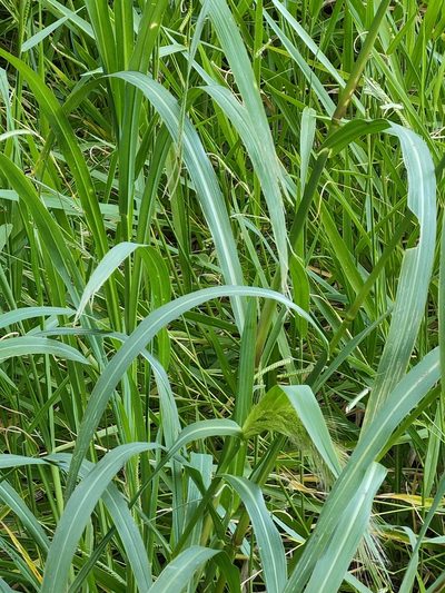 Echinochloa telmatophila, photographed by Tony van Kampen