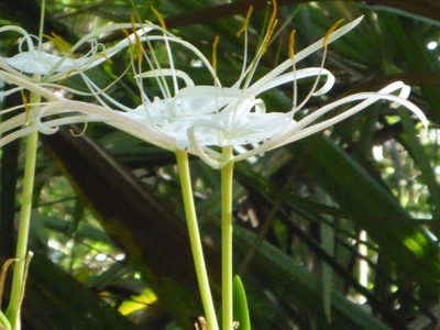 Hymenocallis franklinensis, photographed by mfeaver