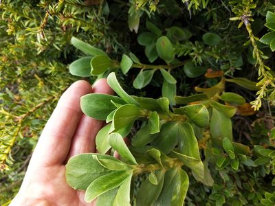Coprosma serrulata, photographed by Brett Sandford