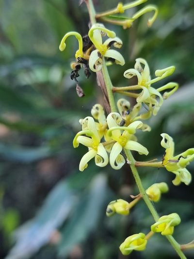 Lomatia myricoides, photographed by Richard Dimon