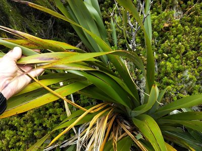 Phormium colensoi, photographed by Brett Sandford