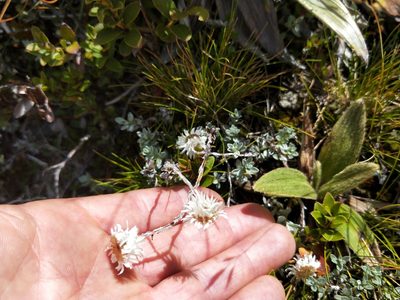 Anaphalioides bellidioides, photographed by Brett Sandford