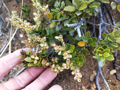 Gaultheria crassa, photographed by Brett Sandford