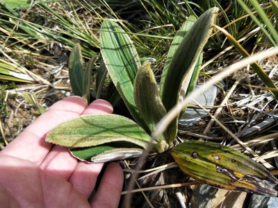 Celmisia verbascifolia, photographed by Brett Sandford