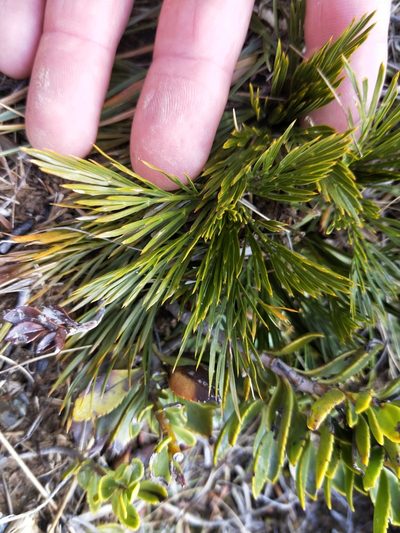 Aciphylla divisa, photographed by Brett Sandford