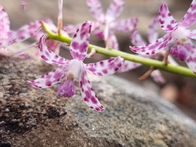 Dipodium variegatum, photographed by Richard Dimon