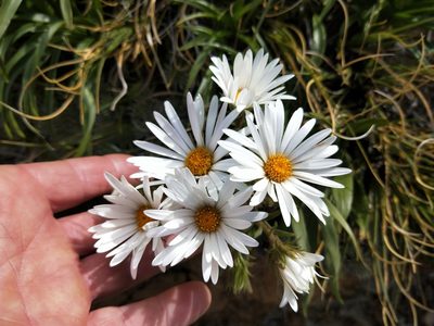 Dolichoglottis scorzoneroides, photographed by Brett Sandford