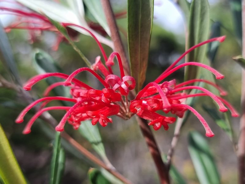 Grevillea oleoides, photographed by Richard Dimon