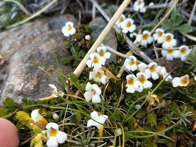Euphrasia revoluta, photographed by Brett Sandford