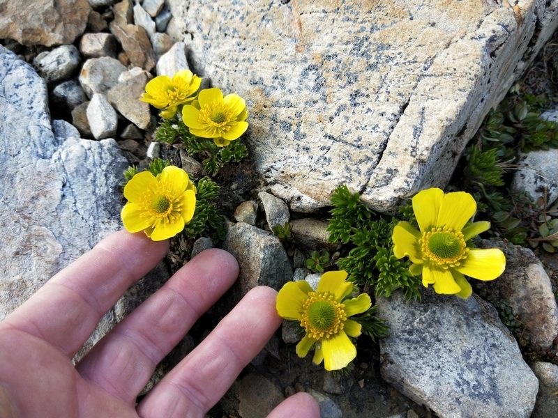 Ranunculus sericophyllus, photographed by Brett Sandford