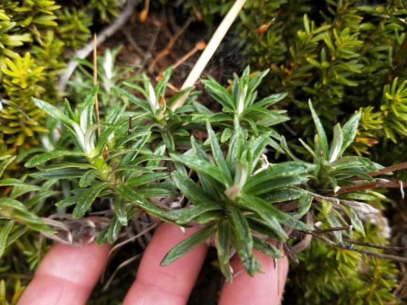 Celmisia walkeri, photographed by Brett Sandford