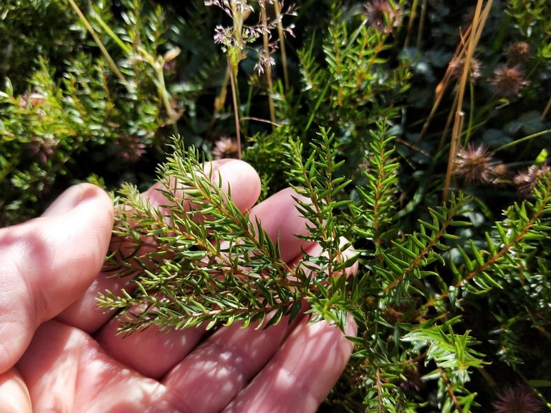 Coriaria angustissima, photographed by Brett Sandford