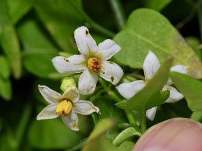 Solanum triquetrum, photographed by Michelle W. （鍾偉瑋）