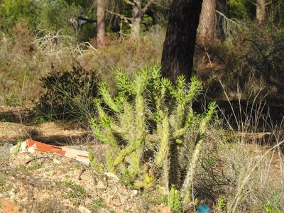 Austrocylindropuntia subulata, photographed by Duarte Frade