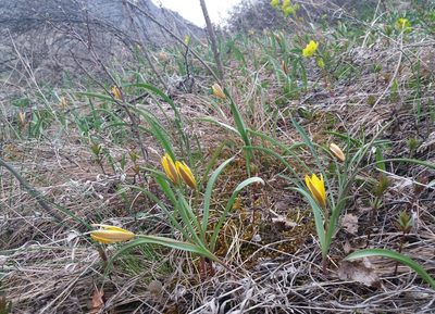 Tulipa uniflora, photographed by Nina Filippova