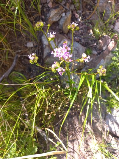 Pseudoselago verbenacea, photographed by Brian du Preez