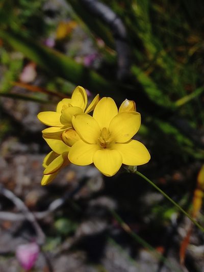 Ixia esterhuyseniae, photographed by Brian du Preez