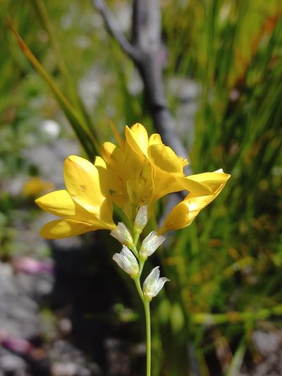 Ixia esterhuyseniae, photographed by Brian du Preez