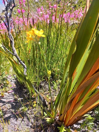 Ixia esterhuyseniae, photographed by Brian du Preez