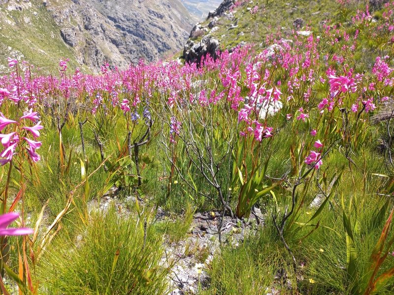 Ixia esterhuyseniae, photographed by Brian du Preez