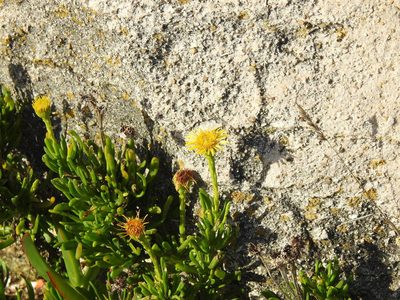 Limbarda crithmoides, photographed by Duarte Frade