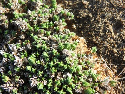 Crucianella maritima, photographed by Duarte Frade