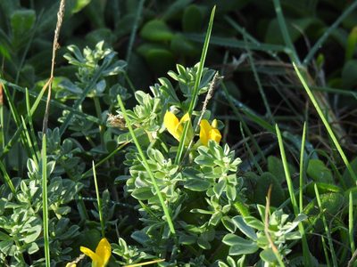 Lotus creticus, photographed by Duarte Frade