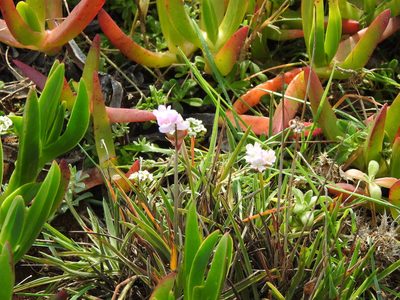 Armeria welwitschii, photographed by Duarte Frade