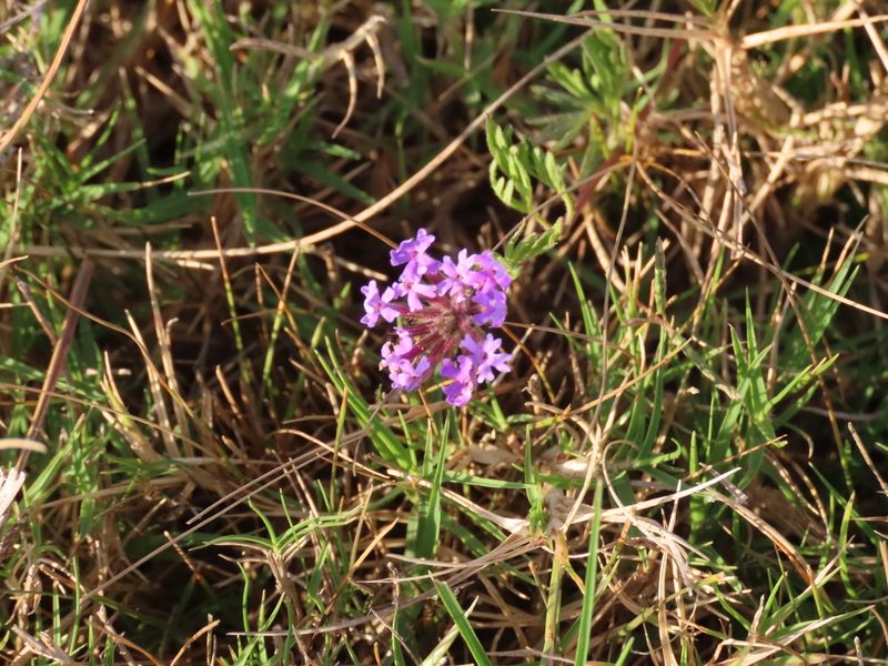 Verbena selloi, photographed by Florencia Grattarola