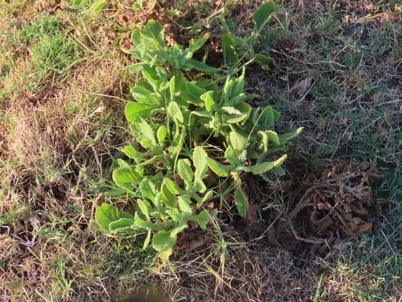 Senecio selloi, photographed by Florencia Grattarola